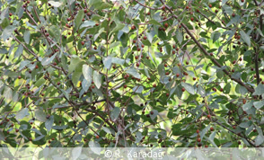 Anatolian Buckthorn